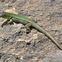 Malta_2370_Gozo_Filfola lizard or Maltese wall lizard_Podarcis filfolensis_m
